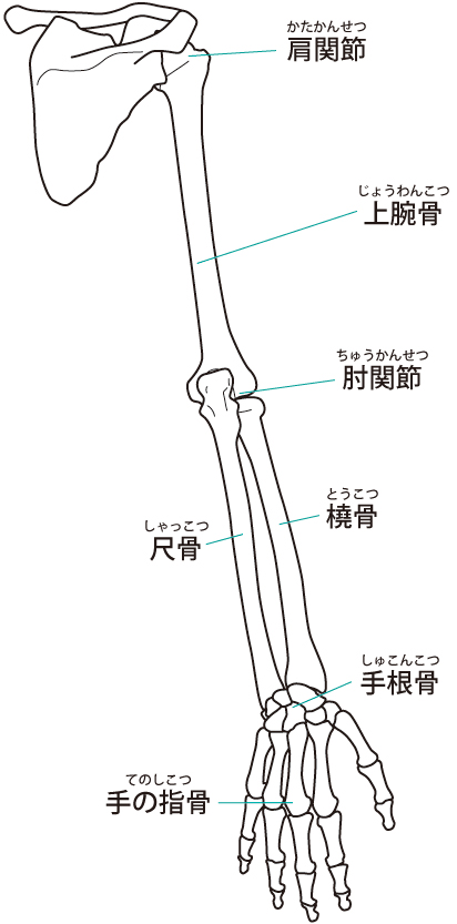 肩~手のイラスト