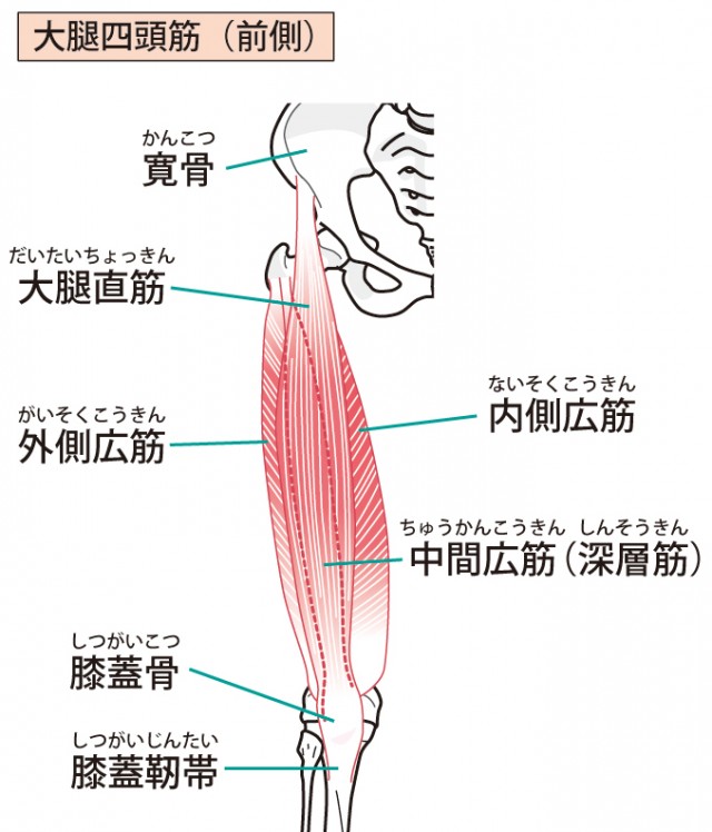 大腿四頭筋のイラスト